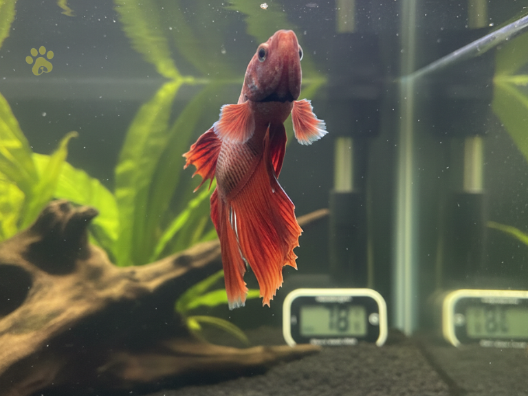 How to tell if your Betta fish is hungry or not getting enough food?