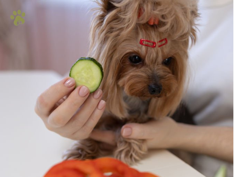 Can Dog Eat Cucumber