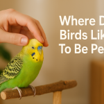 Where Do Birds Like To Be Pet