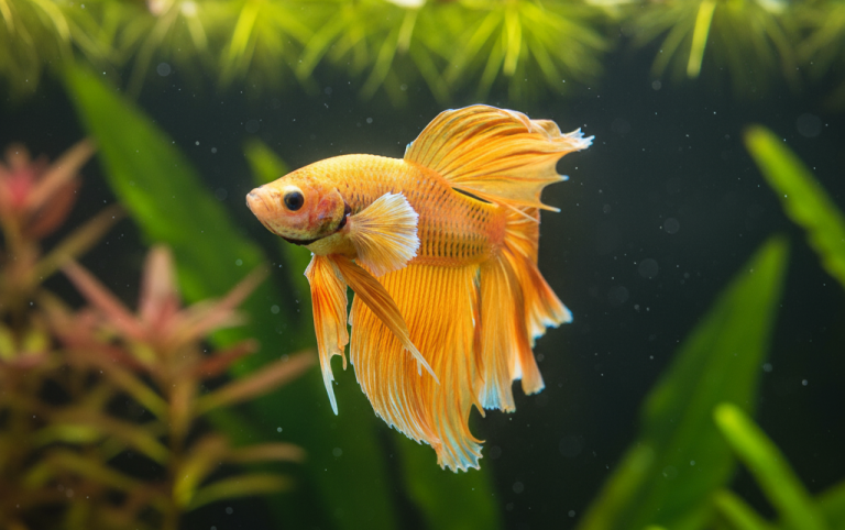 betta fish food