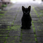 Black Cat Names