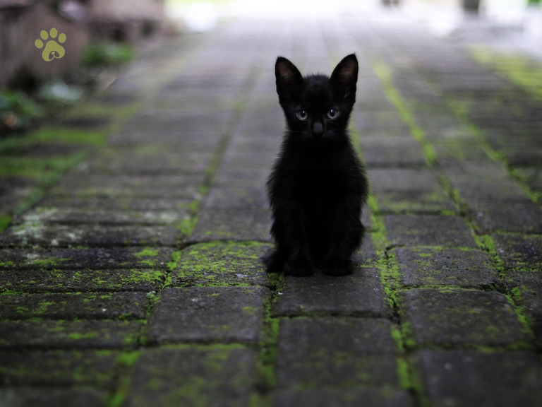 Black Cat Names