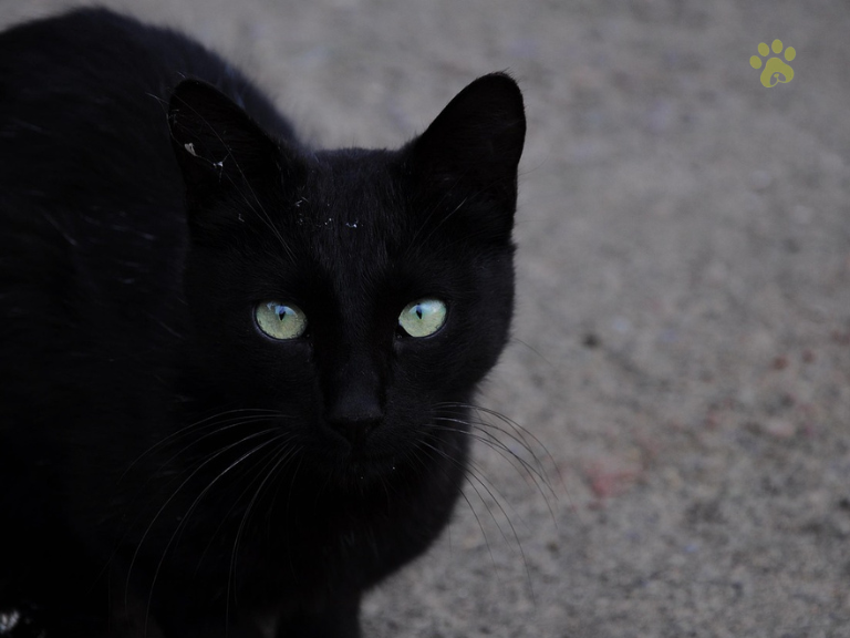Black Cat Names