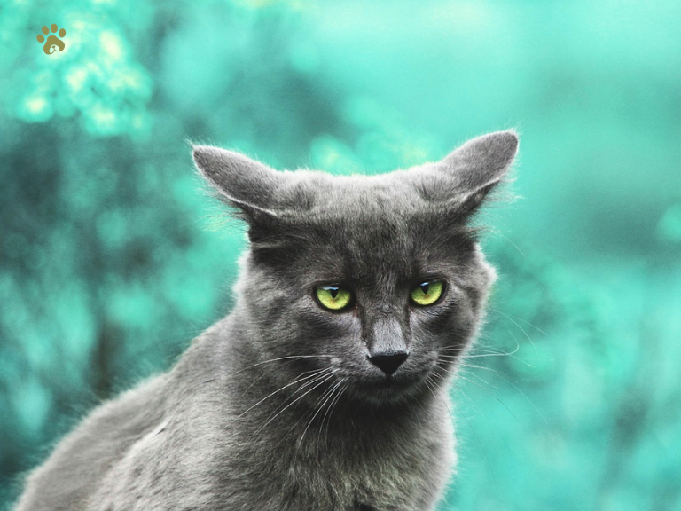 Black Cat Names