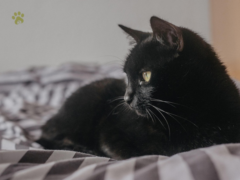 Black Cat Names