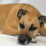 black mouth cur