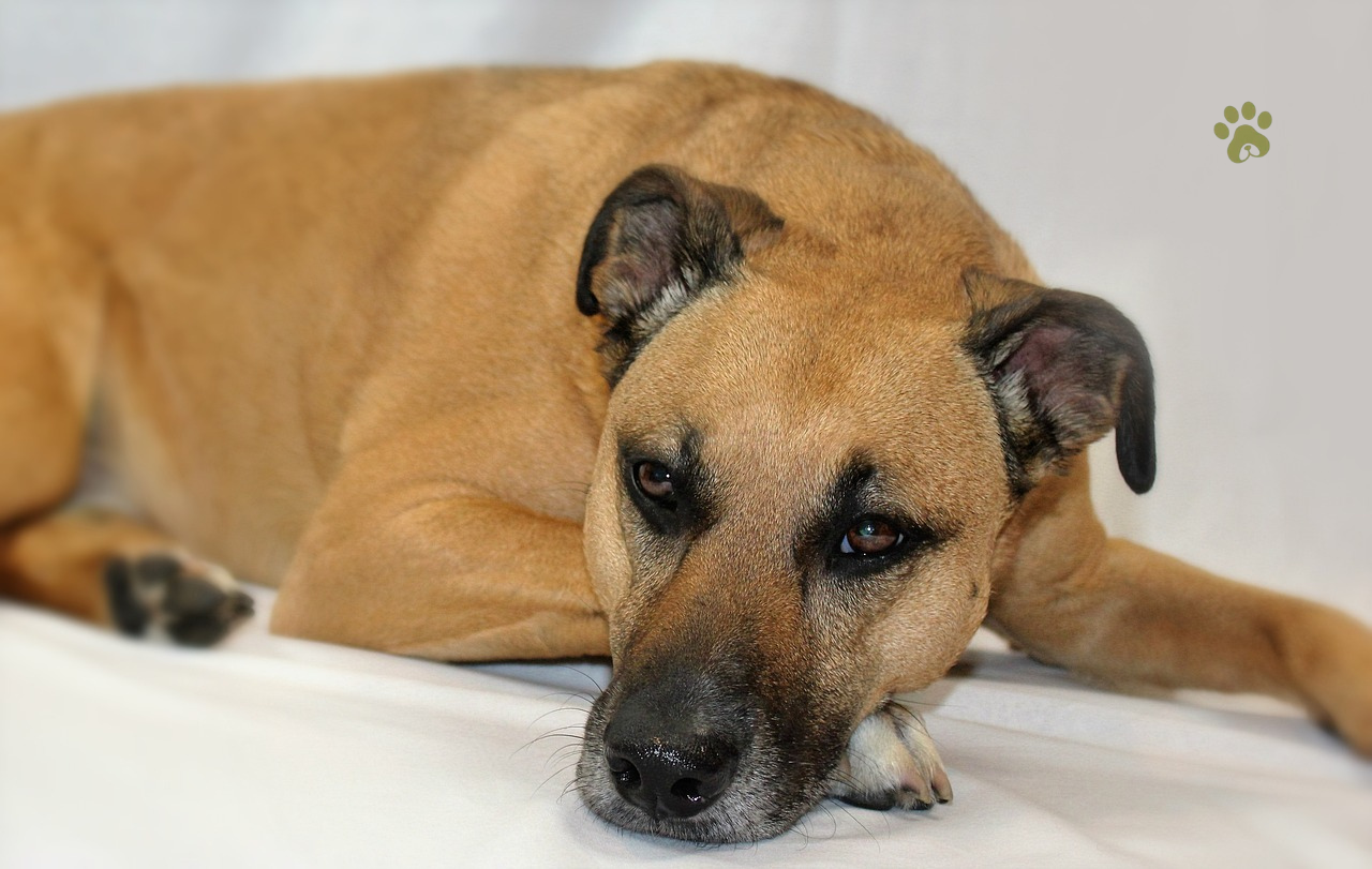 black mouth cur