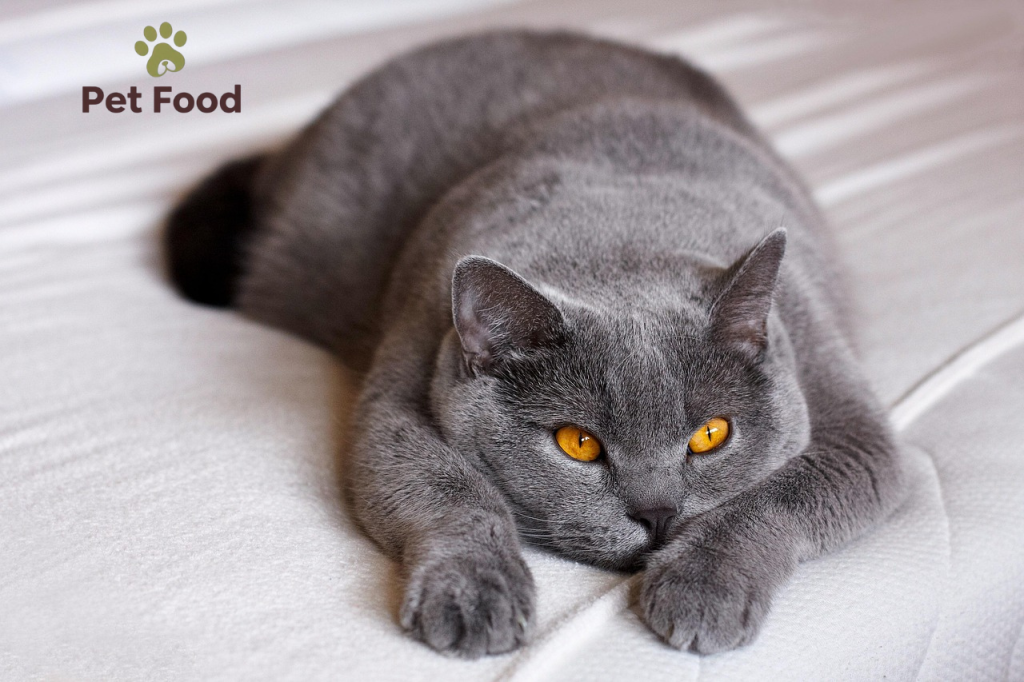 Cat Breeder Scotland