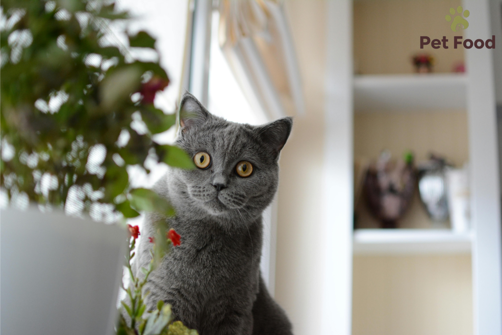 Cat Breeder Scotland