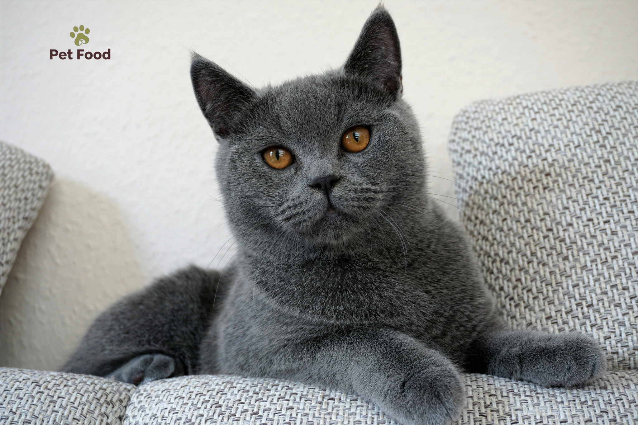 Cat Breeder Scotland
