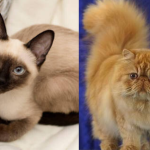 Different types of cats including Persian and Siamese breeds