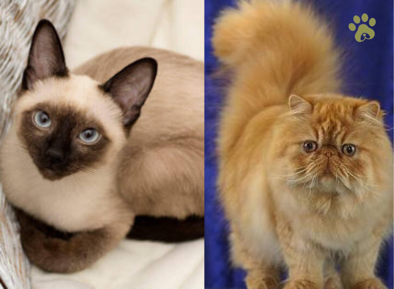 Different types of cats including Persian and Siamese breeds