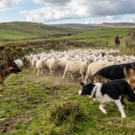 Types of dogs Herding Group breeds like German Shepherd and Border Collie working together